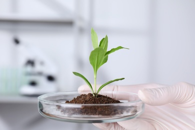 Photo of Scientist holding Petri dish with green plant in laboratory, closeup. Biological chemistry