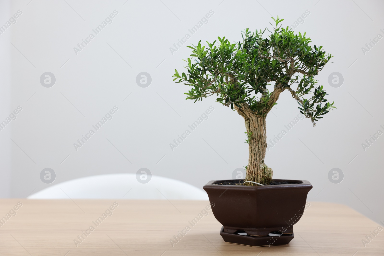 Photo of Beautiful bonsai tree in pot on wooden table, space for text