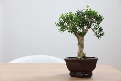 Photo of Beautiful bonsai tree in pot on wooden table, space for text