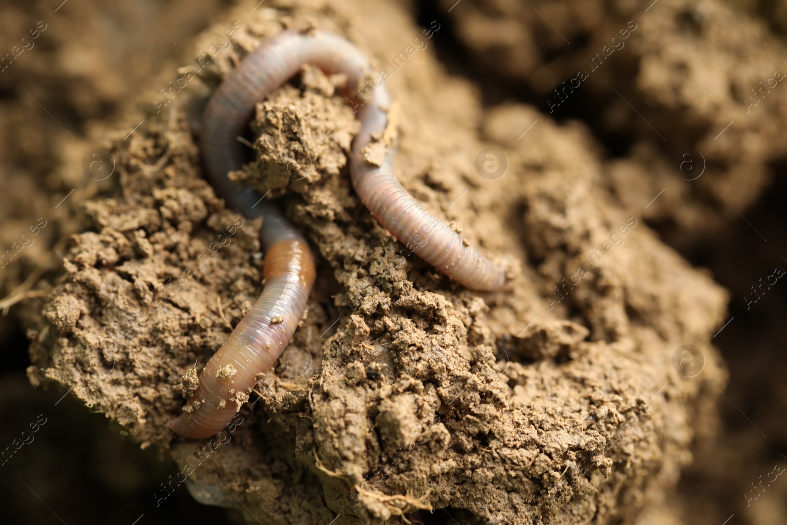 Photo of One worm in wet soil, closeup. Terrestrial invertebrates