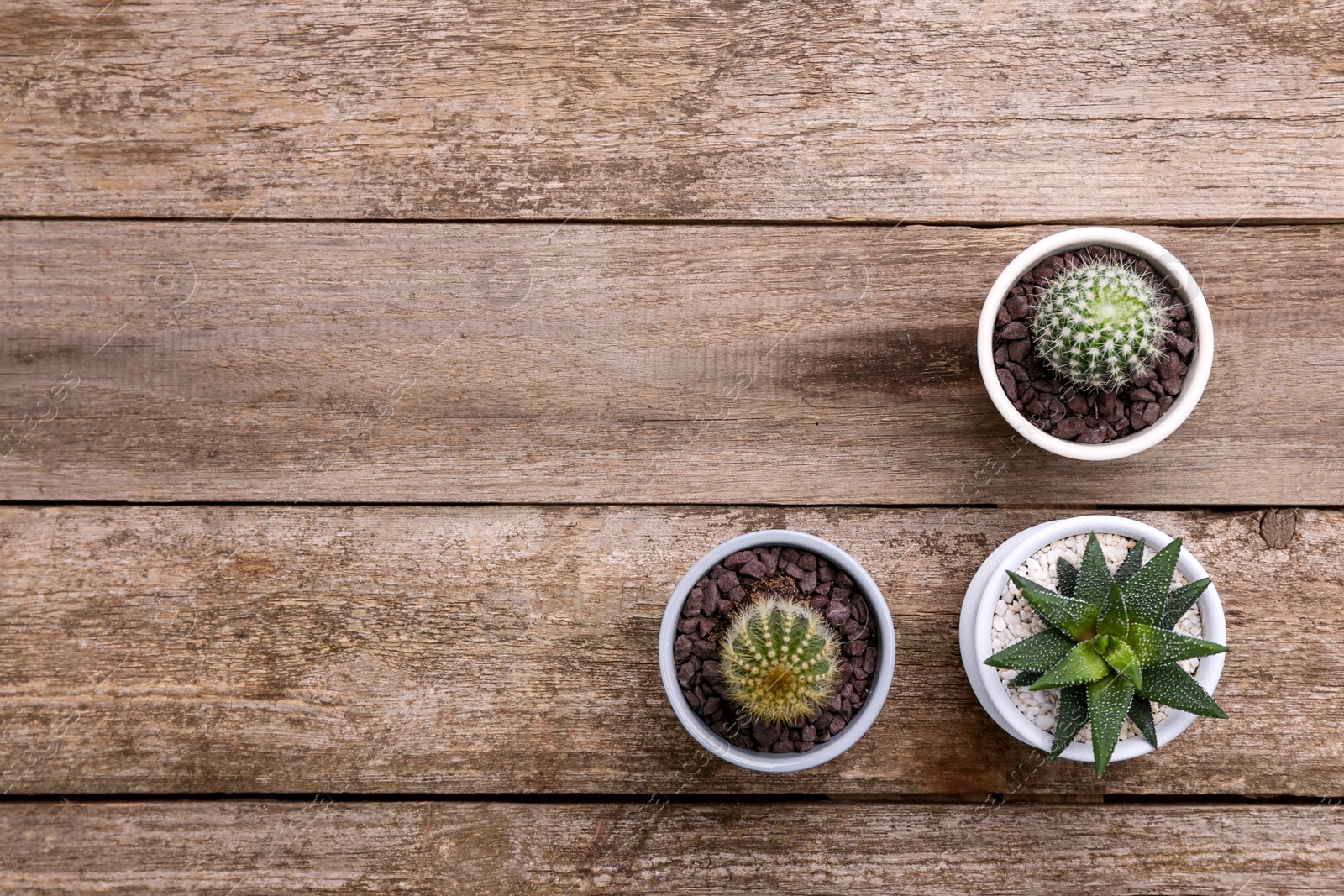 Photo of Many different succulent plants in pots on wooden table, flat lay. Space for text