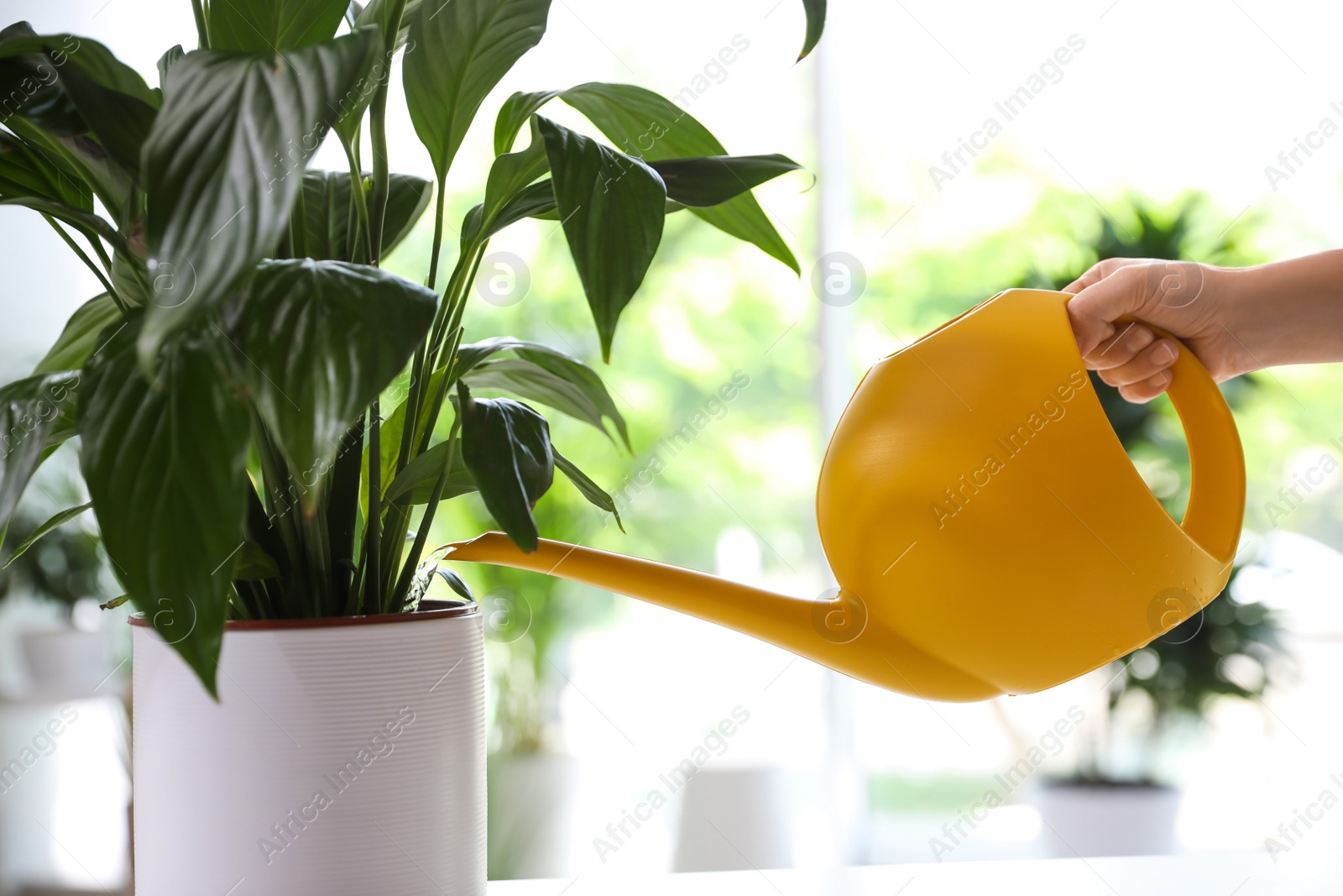 Photo of Woman watering Spathiphyllum plant at home, closeup