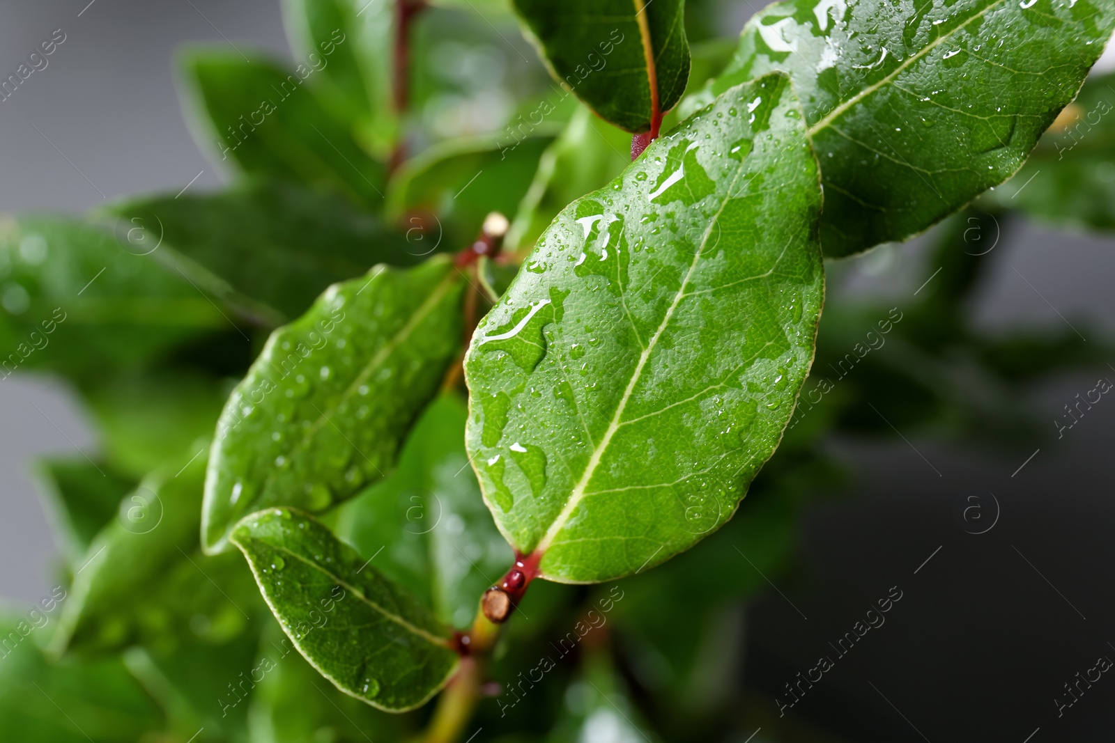 Photo of Bay tree with green leaves growing on light grey background, closeup