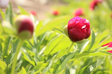 Beautiful red peony bud outdoors on spring day, closeup