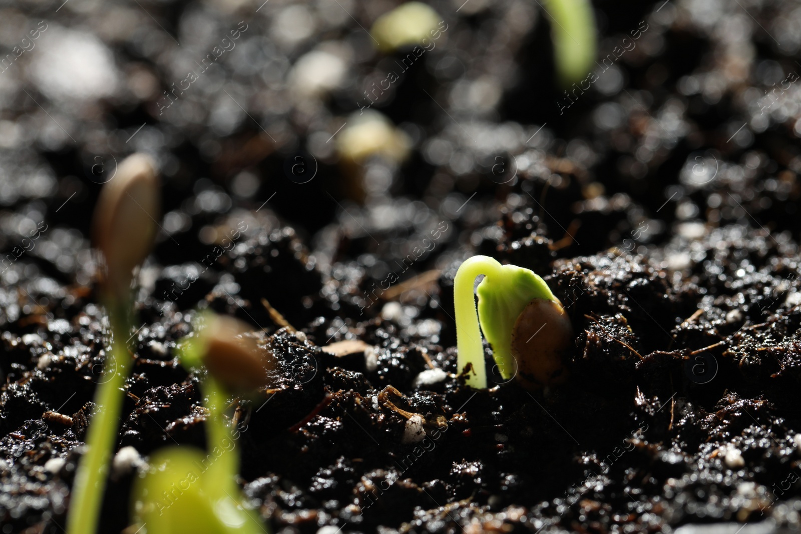 Photo of Young seedlings growing in fertile soil, closeup