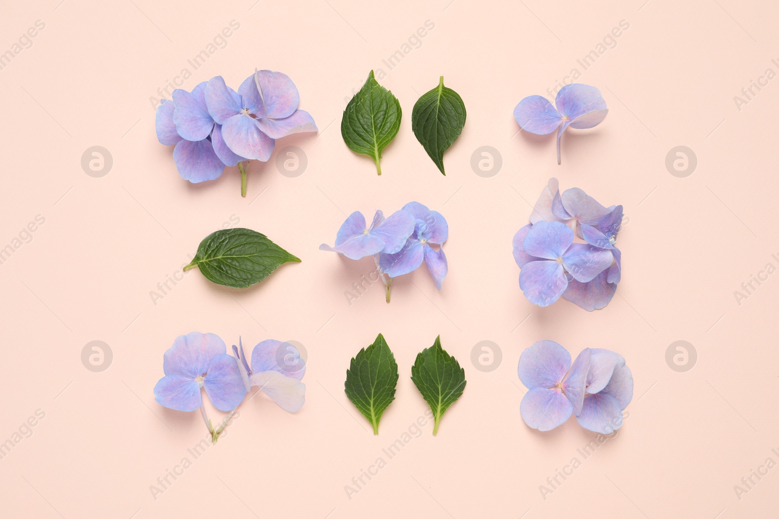 Photo of Beautiful hortensia flowers with leaves on pale light beige background, flat lay