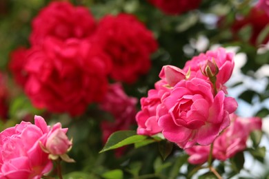 Photo of Closeup view of beautiful blooming rose bush outdoors on sunny day. Space for text