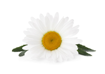 Photo of Beautiful fragrant chamomile flower isolated on white