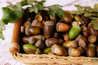 Photo of Wicker basket with acorns and green oak leaves on white wooden table, closeup