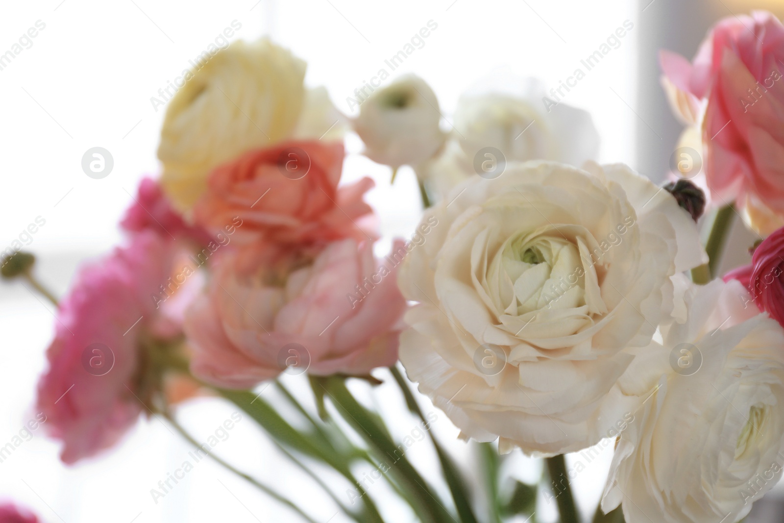 Photo of Beautiful ranunculus flowers on light background, closeup