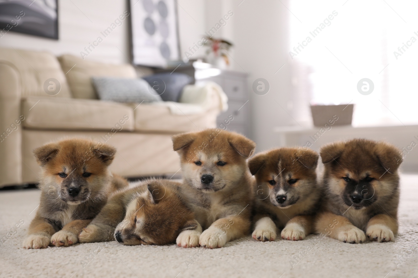 Photo of Adorable Akita Inu puppies on carpet indoors