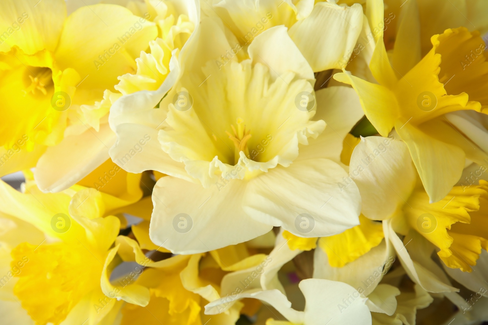 Photo of Beautiful daffodils as background, closeup. Fresh spring flowers