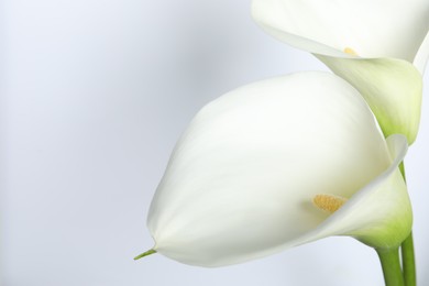 Photo of Beautiful calla lily flowers on white background, closeup