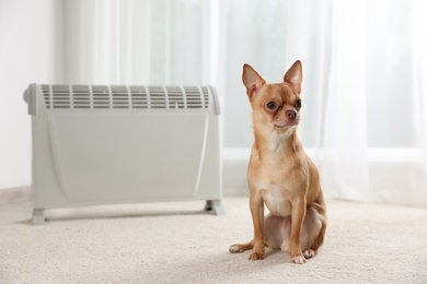Photo of Chihuahua dog sitting near electric heater in bright room