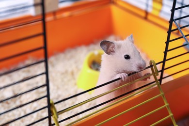 Cute little fluffy hamster looking out cage