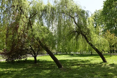Beautiful willow trees with green leaves growing in park on sunny day