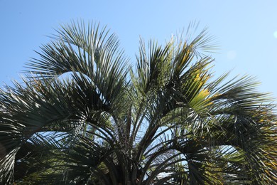 Photo of Beautiful palm tree with green leaves under blue sky