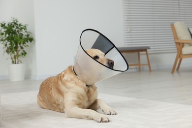 Photo of Sad Labrador Retriever with protective cone collar on floor in room