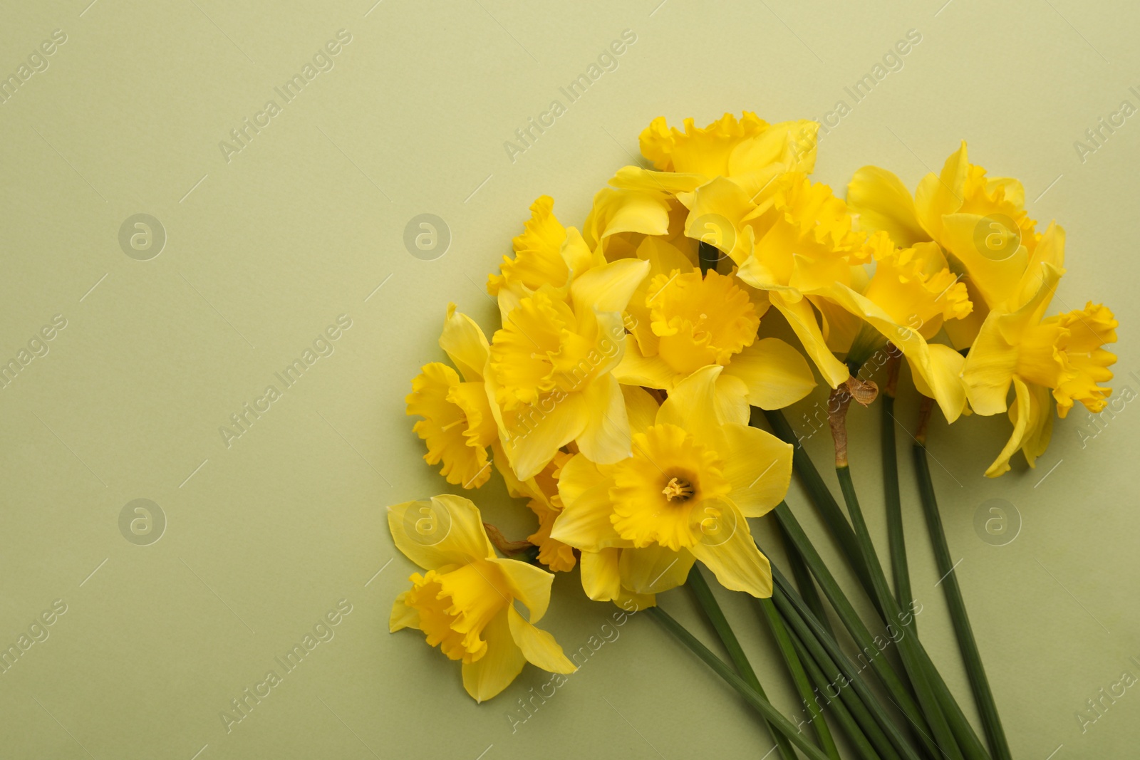 Photo of Beautiful daffodil bouquet on light green background, top view. Space for text