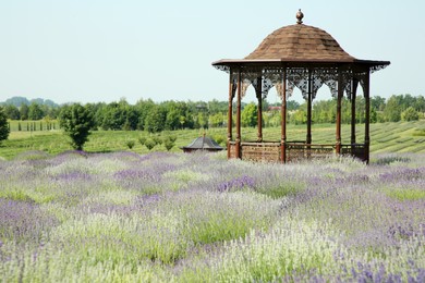 Photo of Beautiful view of blooming lavender growing in field