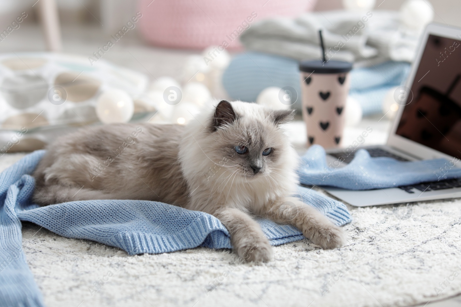 Photo of Cute cat lying on knitted sweater at home. Warm and cozy winter