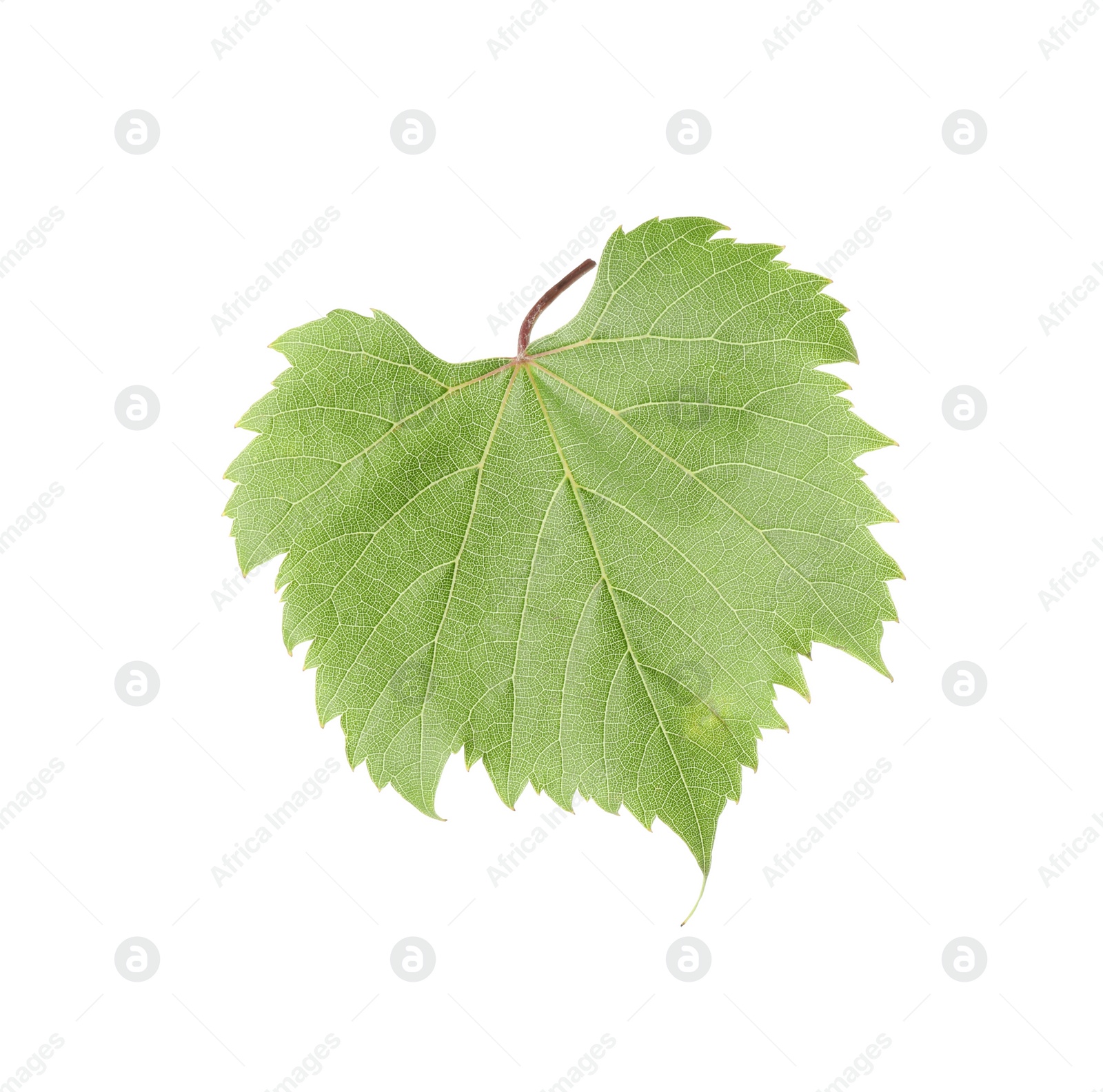 Photo of One green grape leaf isolated on white