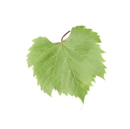 Photo of One green grape leaf isolated on white