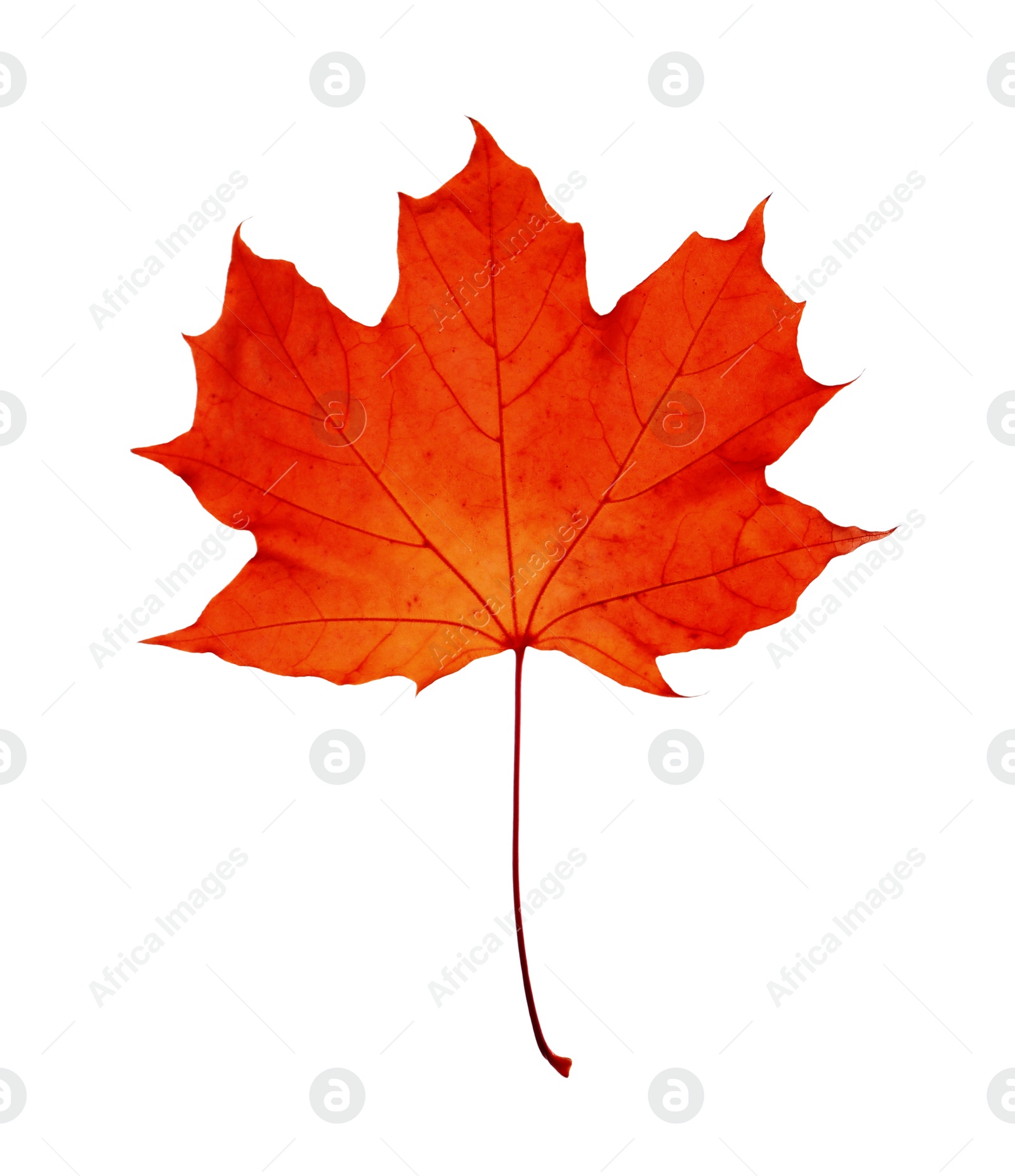 Image of Beautiful red maple leaf isolated on white. Autumn season