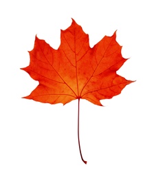 Beautiful red maple leaf isolated on white. Autumn season