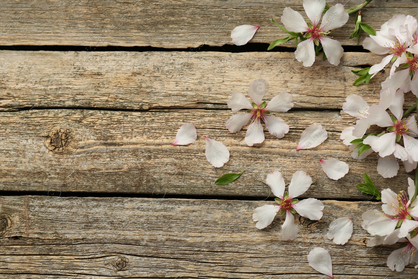 Photo of Beautiful spring tree blossoms and petals on wooden table, flat lay. Space for text