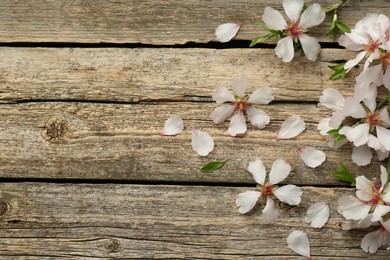 Photo of Beautiful spring tree blossoms and petals on wooden table, flat lay. Space for text