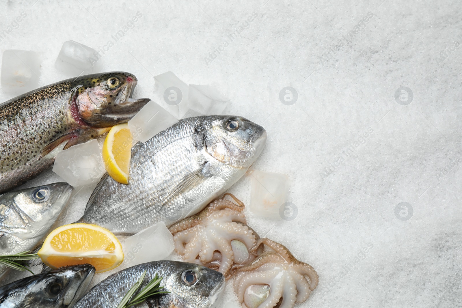 Photo of Fresh fish and seafood on ice, flat lay. Space for text