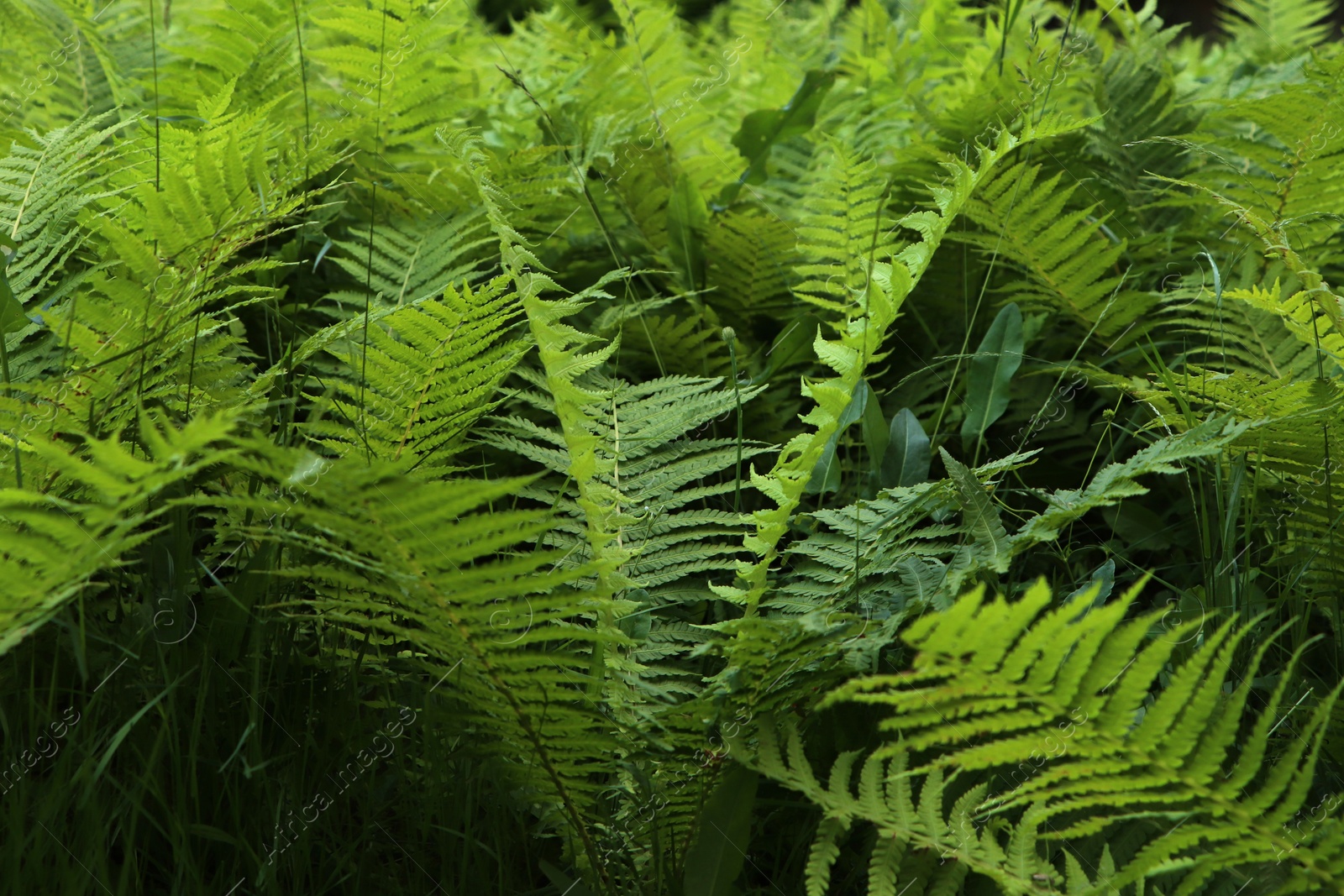 Photo of Beautiful fern with lush green leaves growing outdoors