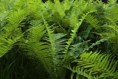 Beautiful fern with lush green leaves growing outdoors