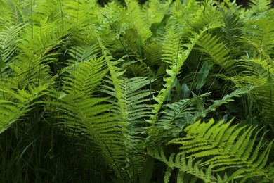 Photo of Beautiful fern with lush green leaves growing outdoors