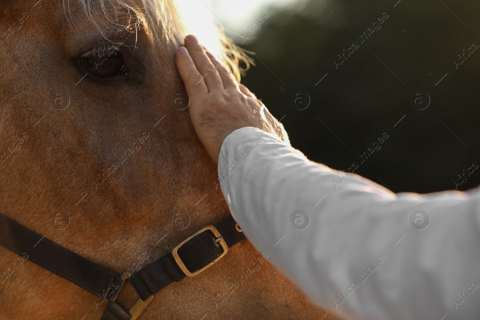 Photo of Man with adorable horse outdoors, closeup. Lovely domesticated pet