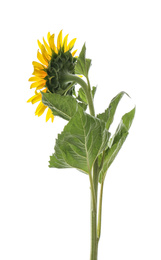 Beautiful bright blooming sunflower isolated on white