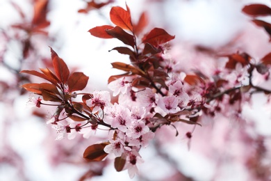 Photo of Closeup view of tree branches with tiny flowers outdoors. Amazing spring blossom