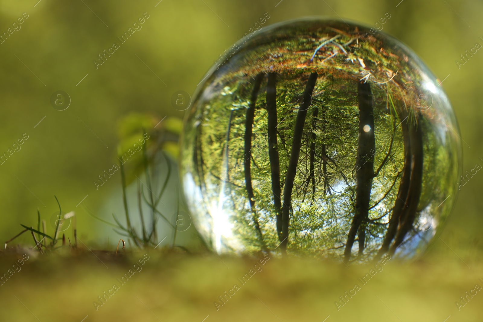 Photo of Beautiful green trees outdoors, overturned reflection. Crystal ball in forest