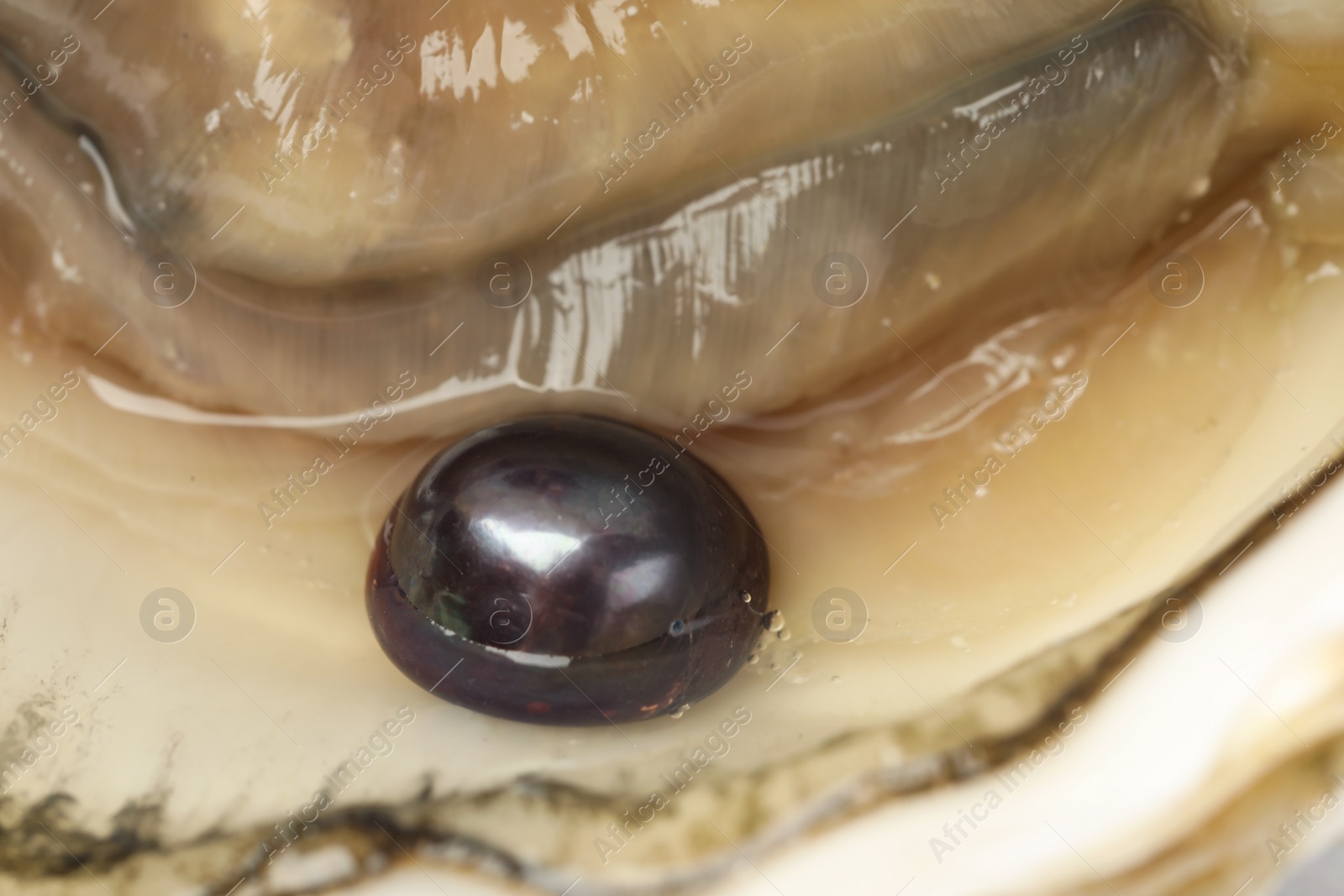 Photo of Open oyster with black pearl, closeup view