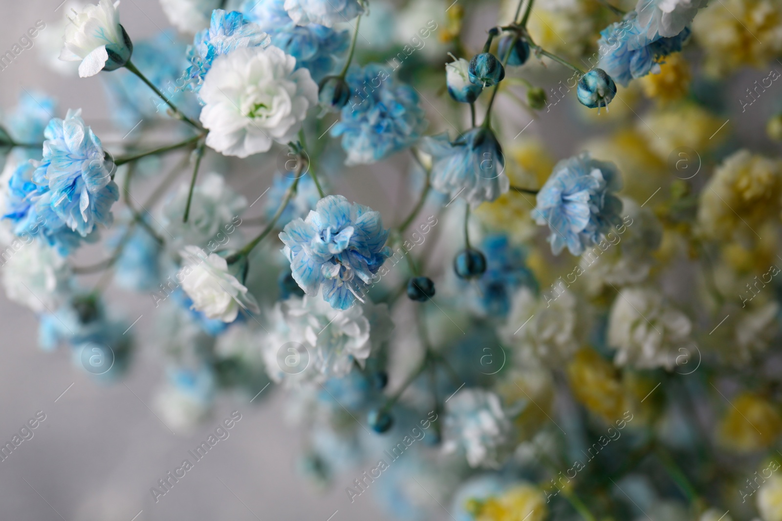 Photo of Many beautiful dyed gypsophila flowers on light grey background, closeup