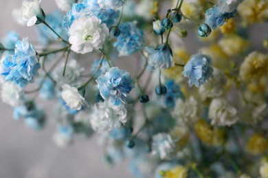 Many beautiful dyed gypsophila flowers on light grey background, closeup