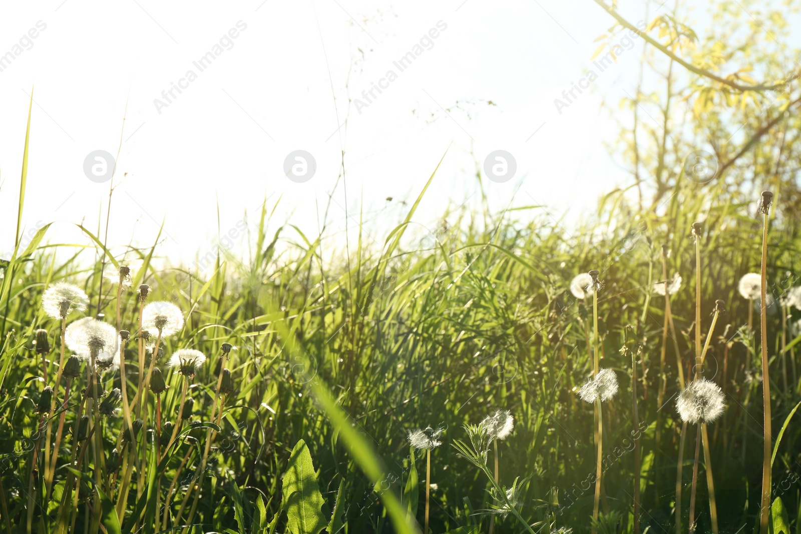 Photo of Beautiful fluffy dandelions growing outdoors on sunny day. Meadow flowers