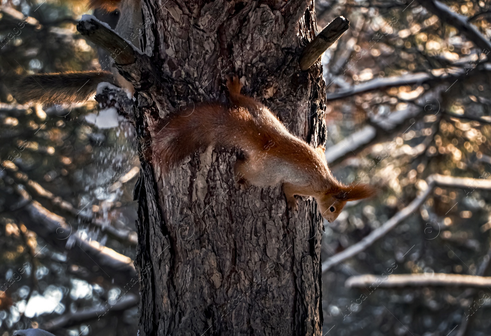 Photo of Cute squirrel on pine tree in winter forest