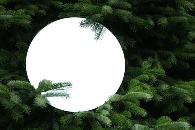Photo of Round mirror among fir branches reflecting beautiful sky and twigs. Space for text