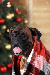 Cute dog covered with plaid near decorated Christmas tree indoors