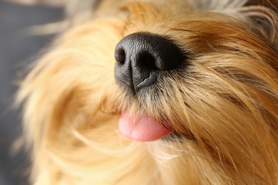 Photo of Adorable Yorkshire terrier, focus on nose. Cute dog