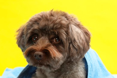 Cute Maltipoo dog wrapped in towel on yellow background. Lovely pet