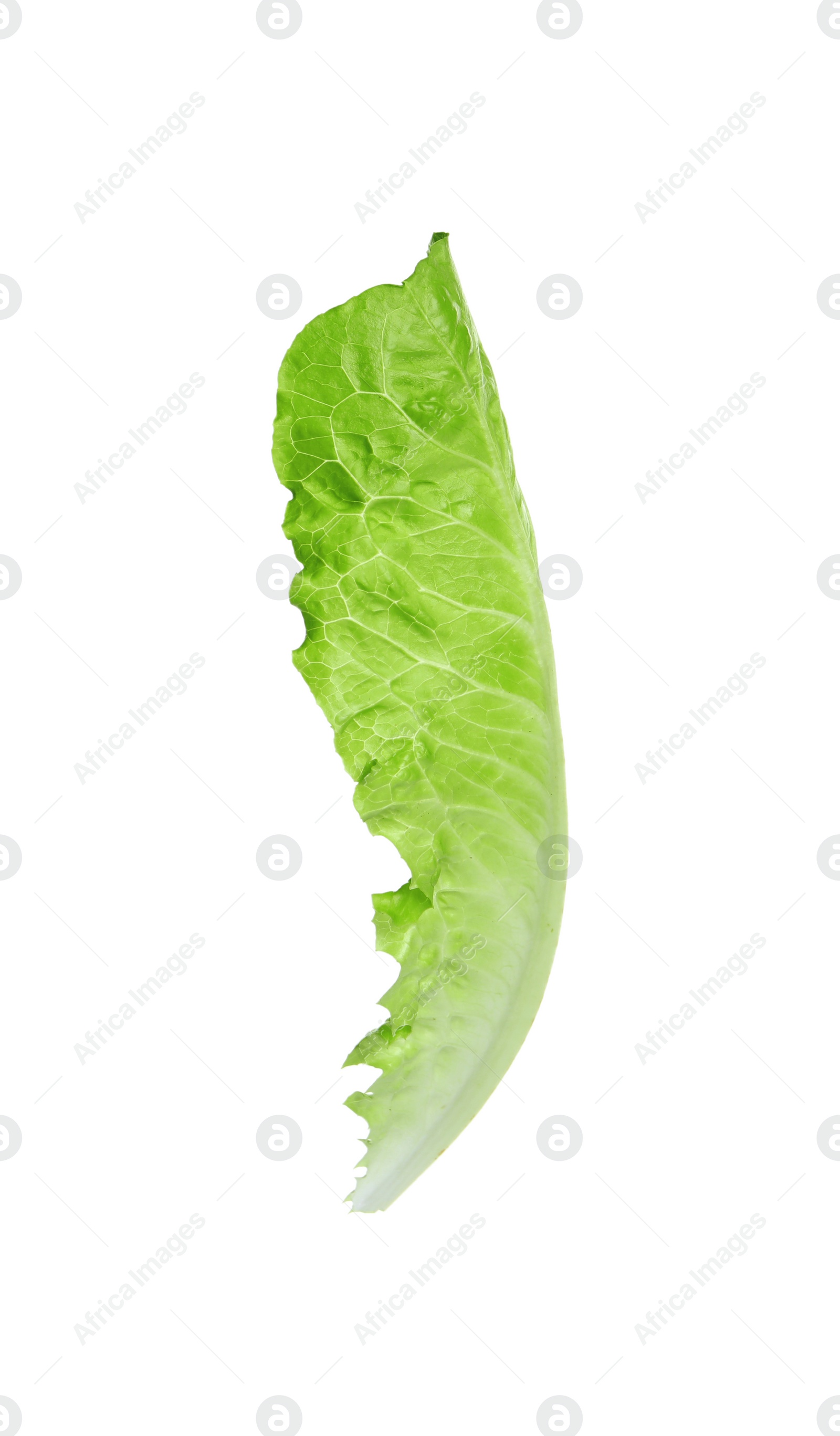 Photo of Fresh leaf of green romaine lettuce isolated on white