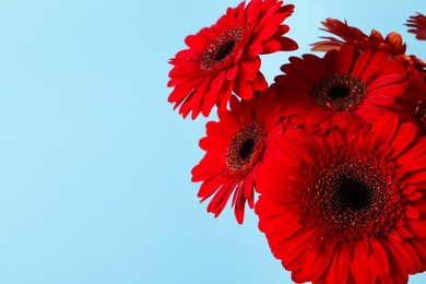 Bouquet of beautiful red gerbera flowers on light blue background. Space for text